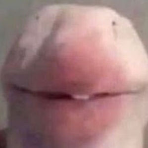 Meet your Posher, Noelle